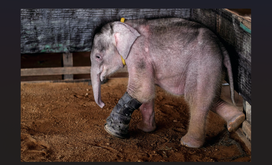 Tras años de maltrato, elefantes encuentran alivio con terapias alternativas