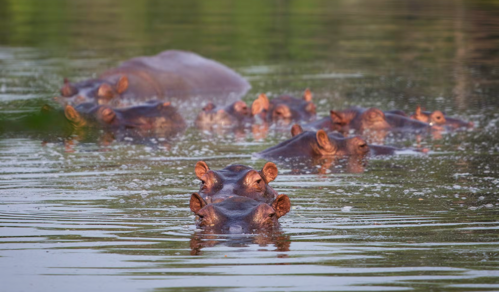 México rechaza recibir hipopótamos de Pablo Escobar
