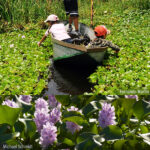 Eichhornia-crassipes