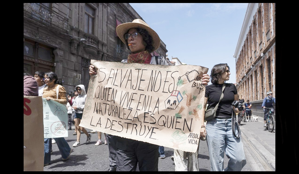 La movilización social salva árboles a pesar de la imposición de caprichos gubernamentales