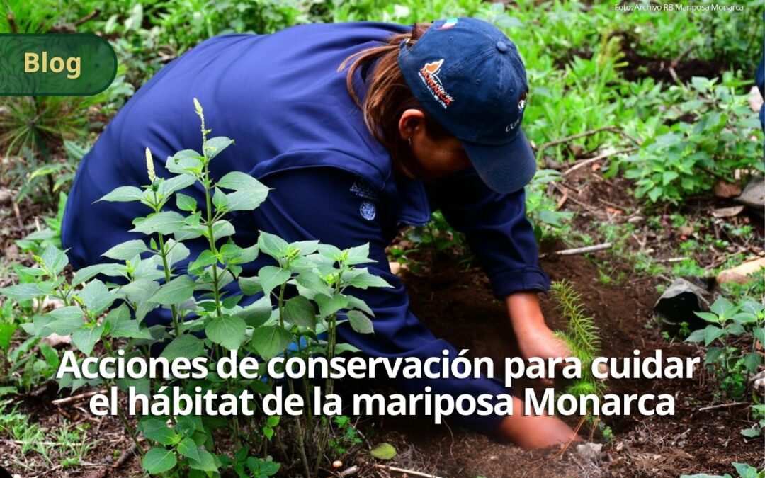 Acciones de conservación para cuidar el hábitat de la mariposa Monarca