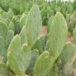 di_a_mundial_de_las_humedales_2013_cuatrocienegas_303_copia