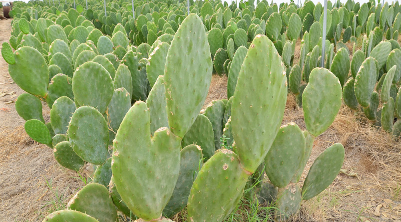 El poder del nopal: barato, saludable y capaz de ayudar contra la diabetes y el colesterol