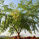 La moringa podría ayudar a limpiar el agua de microplásticos, revela estudio Captura de pantalla 2026-05-17 194018
