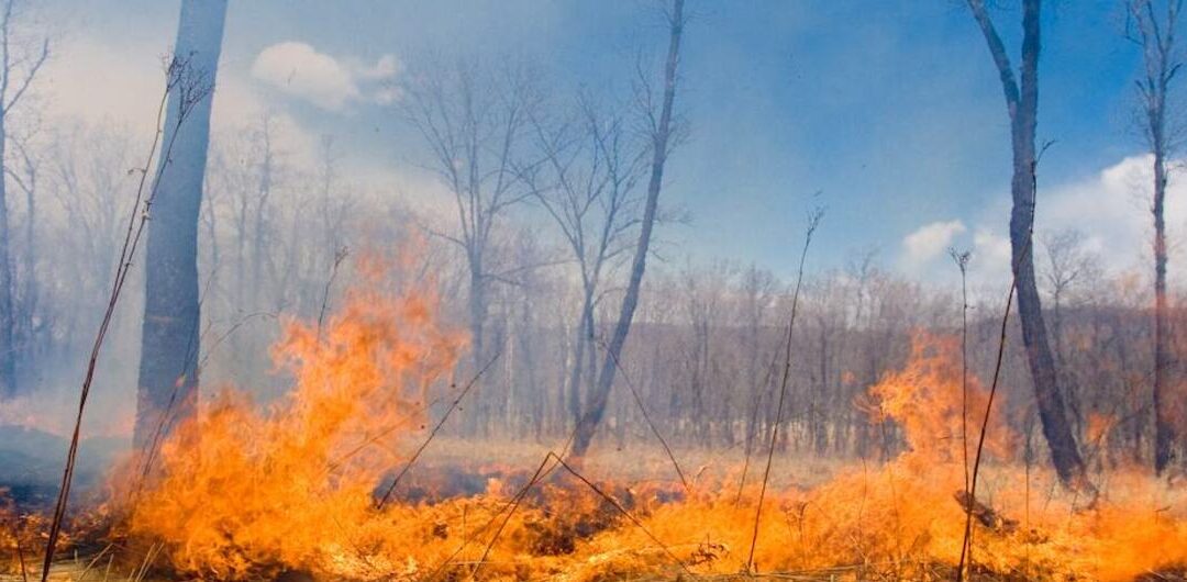 Calidad sobre cantidad: salvar los bosques significa proteger ecosistemas, no solo plantar árboles