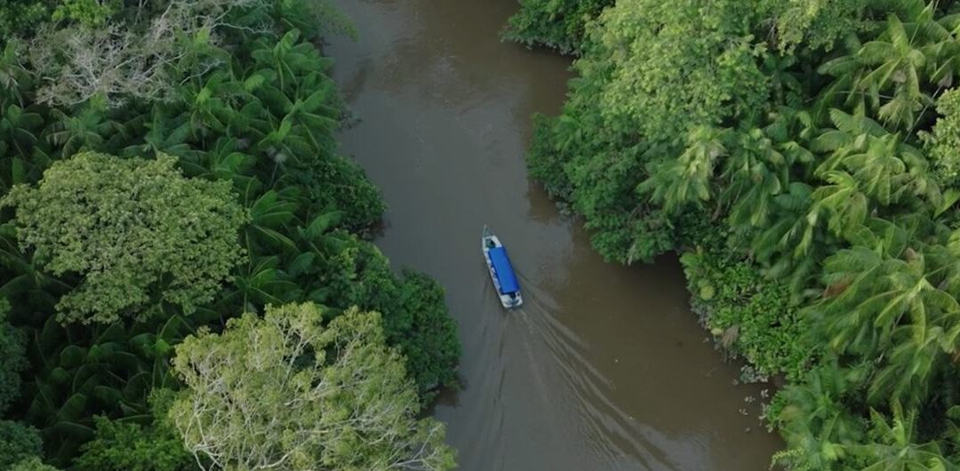 Sudamérica registró la mayor pérdida de bosques del planeta en la última década