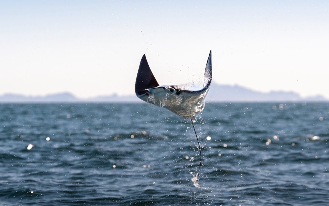 Más allá del acuario del mundo está la devastación ecológica