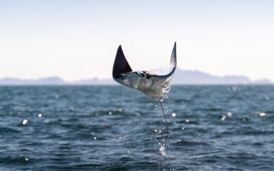 Más allá del acuario del mundo está la devastación ecológica