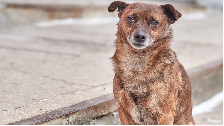 Anuncian jornadas gratuitas de esterilización para perros y gatos en Hermosillo