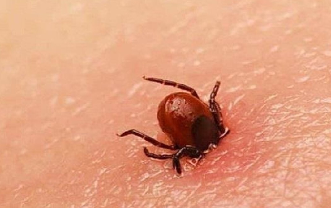 Rickettsia cobra 22 vidas en Sonora y supera cifras del año pasado