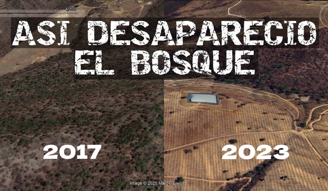 San Gabriel, Jalisco: el bosque que ardió en 2019 hoy está cubierto de aguacates