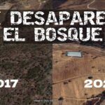 San Gabriel, Jalisco: el bosque que ardió en 2019 hoy está cubierto de aguacates bosque