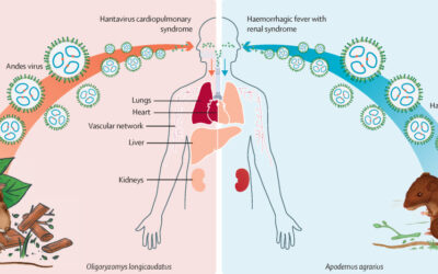 Hantavirus: una enfermedad poco común, pero que debemos conocer y prevenir