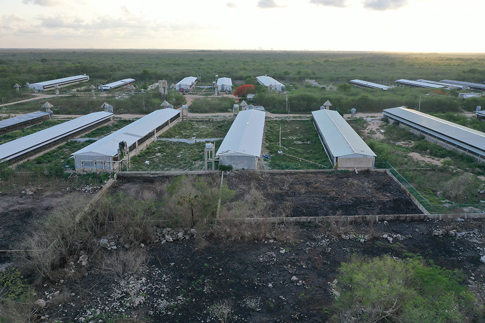 Defensor maya vence a megagranja porcícola de los Loret de Mola en Yucatán