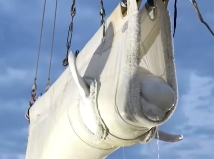 ¡Por fin a salvo! Belugas rescatadas llegan a su nuevo hogar