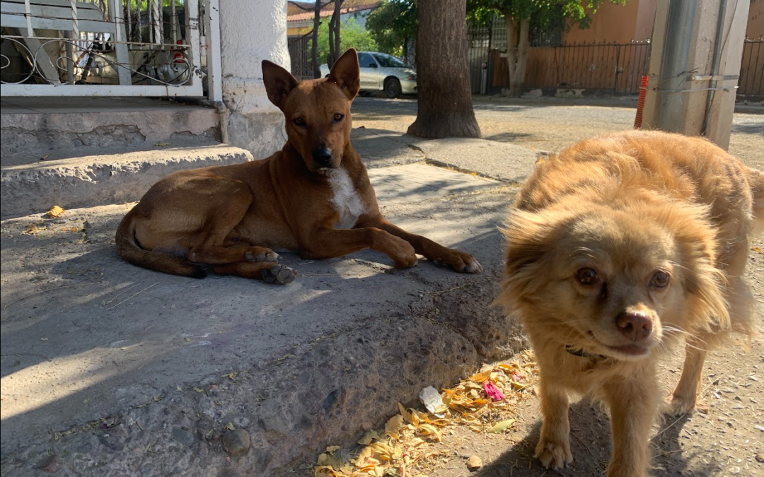 La calle no debería ser hogar de ningún perro o gato; ciudadanía pide más acciones