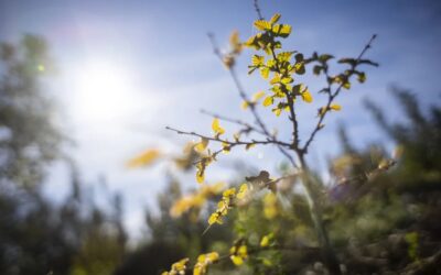 Invertir en la naturaleza no debería ser tan mala idea