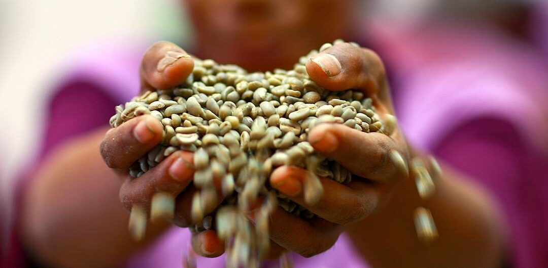 El clima y la producción concentrada disparan la volatilidad de los precios del café, el cacao y el té