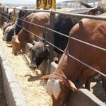 post_231031_AGRICULTURA_GANADER_A_CRECE_10___EXPORTACIONES_DE_BOVINOS_A_EUA-5