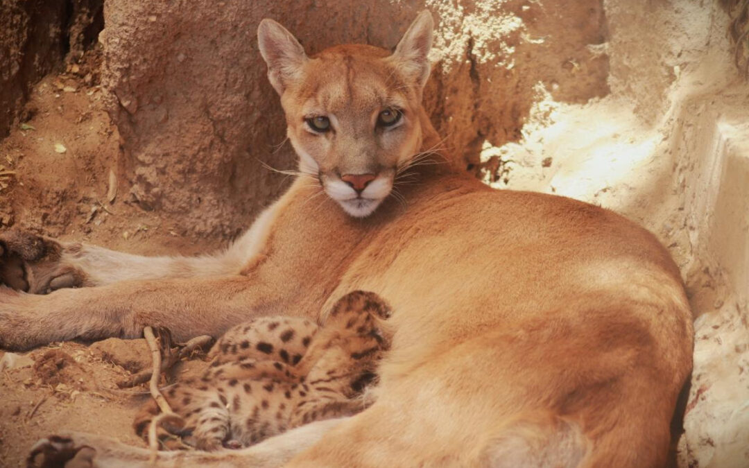 Centro Ecológico registra 73 nacimientos de fauna en 2026