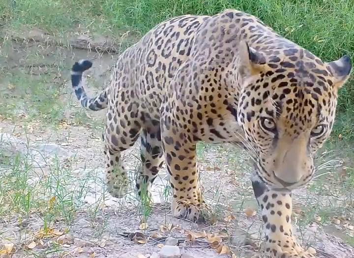 Registran varios jaguares, incluida una posible hembra, en reserva Cuenca Los Ojos