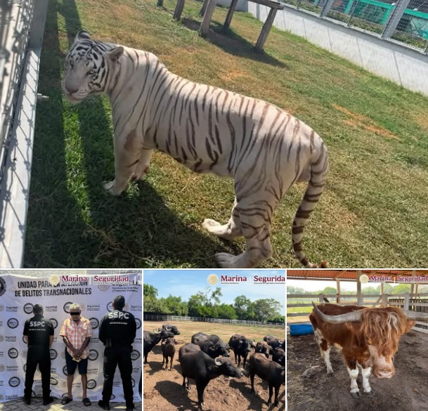 Tigres, jaguares y diésel: el insólito hallazgo en Tamaulipas
