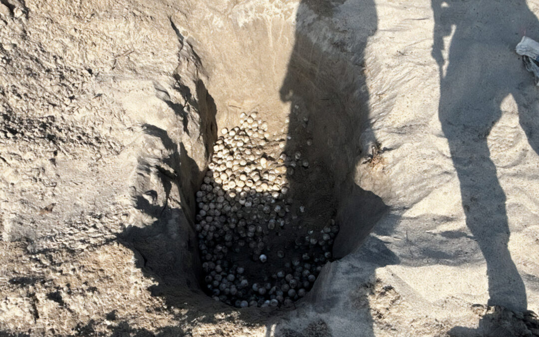 Profepa recupera 9,500 huevos de tortuga golfina durante operativo en Oaxaca