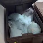 Aseguran 120 kilos de pastillas de fentanilo en operativo ligado a Los Rusos en Mexicali fentanil