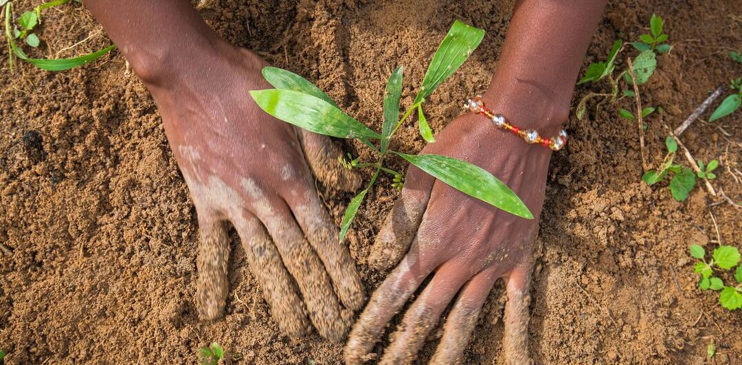 La degradación de la tierra cuesta al mundo casi un billón de dólares al año