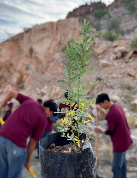 Jornada de reforestación reúne a ciudadanos en el Cerro de la Cementera