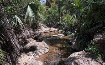 Apuntes para – intentar – explicar el mundo desde la ecología