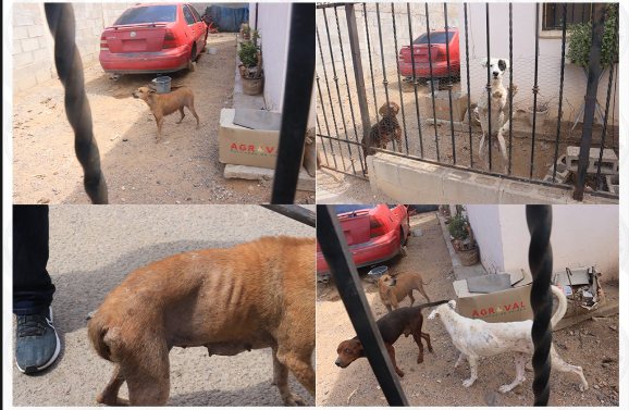 Rescatan a tres perritos con sarna, garrapatas y lesiones durante cateo en Hermosillo