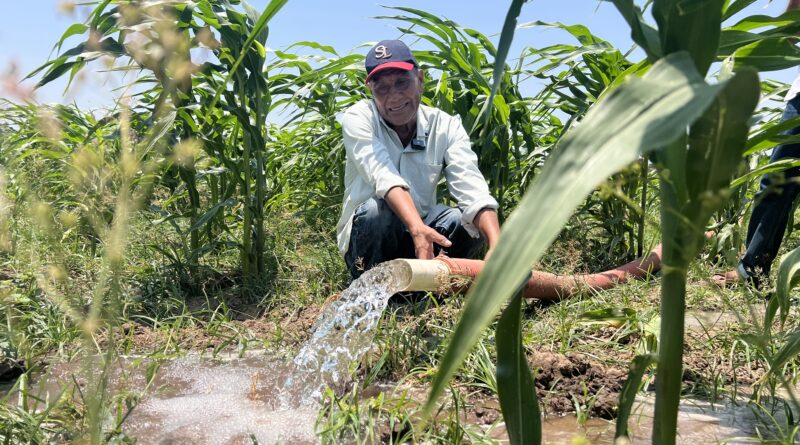 Riego de auxilio, la alternativa para la sequia que usan campesinos zapotecas en Oaxaca