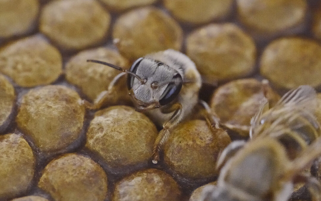 Cenotes y abejas, posibles sujetos de derechos: una vía para frenar a granjas e inmobiliarias