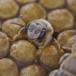 Cenotes y abejas, posibles sujetos de derechos: una vía para frenar a granjas e inmobiliarias abejitu