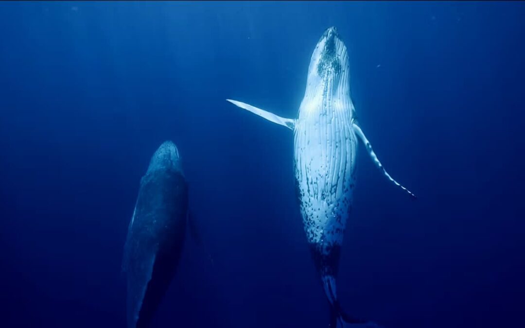 El fascinante y misterioso mundo de las ballenas, en serie de estreno, por TV UNAM