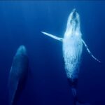 ballenas