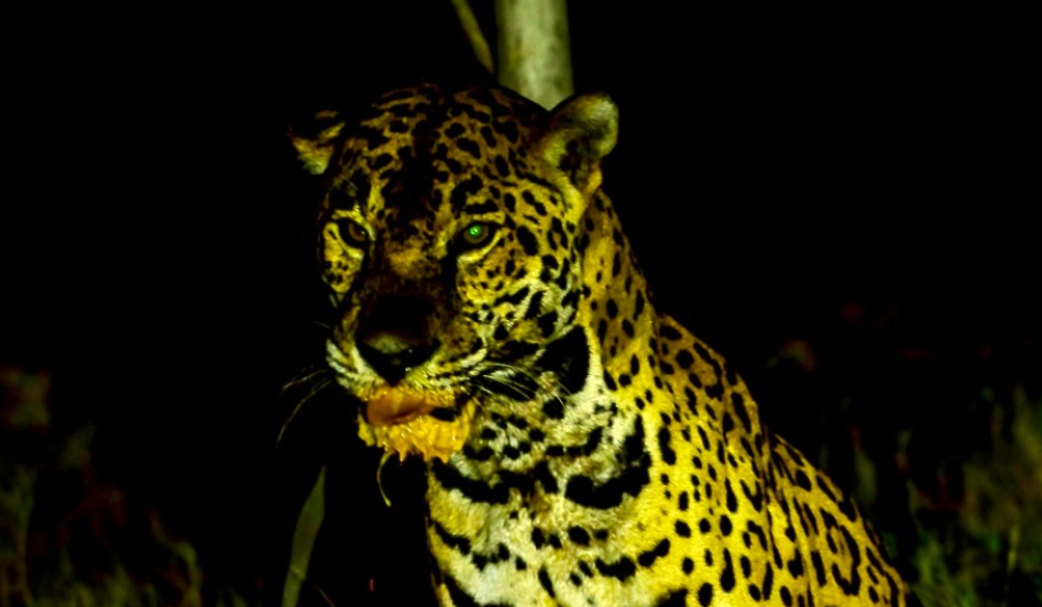 Proyecto de parque acuático más grande de Latinoamérica amenaza al jaguar y las tortugas marinas en México