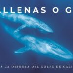 El precio del gas: las ballenas y la vida del Golfo de California en riesgo ballenas