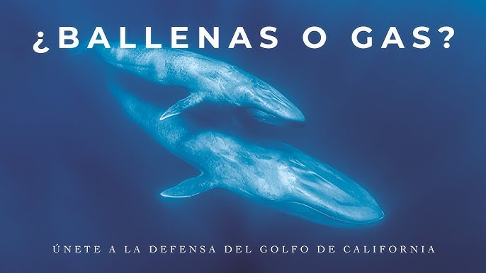 El precio del gas: las ballenas y la vida del Golfo de California en riesgo