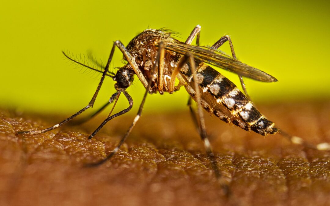 Sonora acumula mil 270 casos de dengue y cinco muertes; lluvias de Polo aumentan el riesgo de criaderos