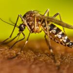 portada dengue